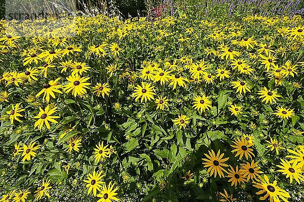 Gelber Sonnenhut (Echinacea) im Park  Warendorf  Nordrhein-Westfalen  Deutschland  Europa