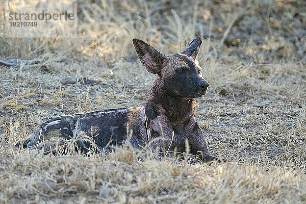 Afrikanischer Wildhund (Lycaon pictus)  Gegenlicht  South Luangwa  Sambia  Afrika