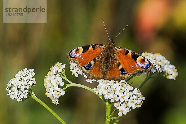 Tagpfauenauge (Aglais io)  Schmetterling  auf Blüte der Gemeinen Schafgarbe (Achillea millefolium)  Hessen  Deutschland  Europa