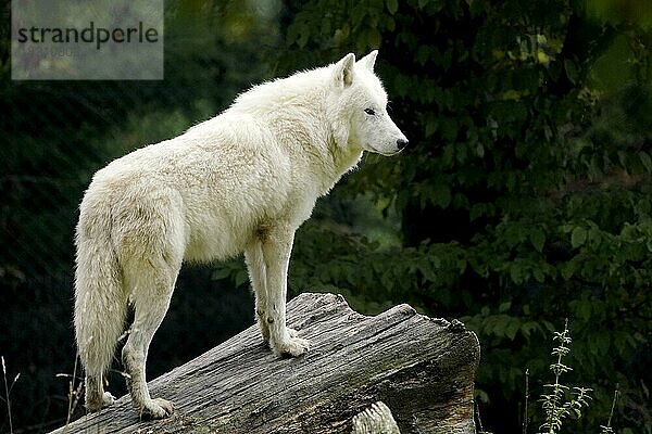Polarwolf (Canis lupus arctos)  steht  captive
