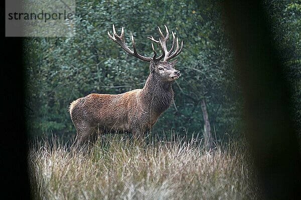 Rotwild (Cervus elaphus)  Hirsch während der Brunft  captive