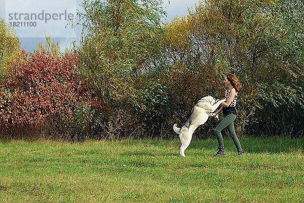 Mädchen spielt mit Husky-Hund im Stadtpark. Joggen mit Hund