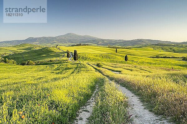 Weg mit Zypressen (Cupressus) und Felder bei Terrapille  Pienza  Val dOrcia  Toskana  Italien  Europa