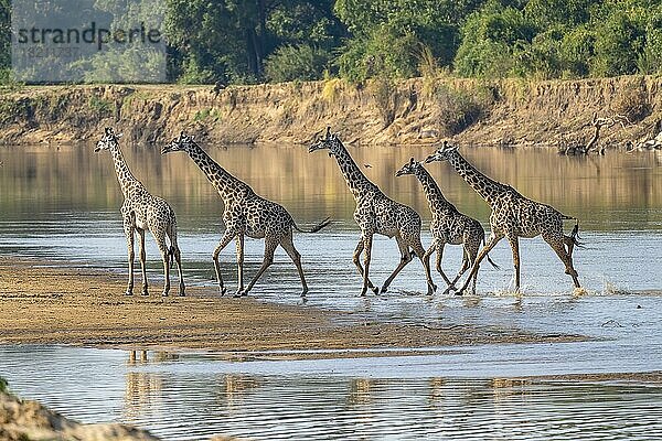 Thornicroft-Giraffe (Giraffa camelopardalis thornicrofti)  Gruppe von Tieren läuft durch den Fluss  South Luangwa  Sambia  Afrika