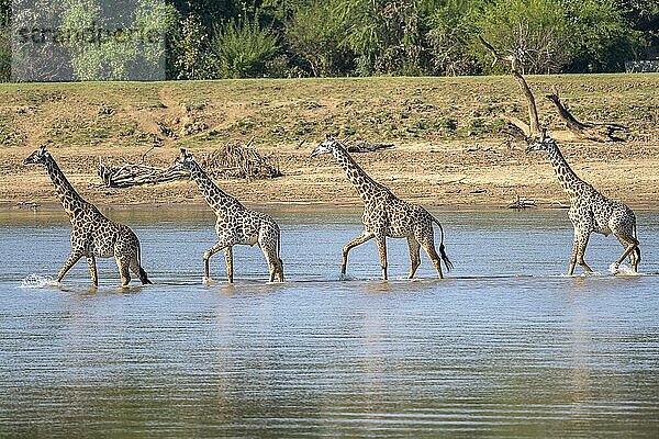 Thornicroft-Giraffe (Giraffa camelopardalis thornicrofti)  4 Tiere waten im Fluss  South Luangwa  Sambia  Afrika