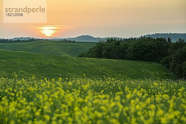 Felder bei Sonnenuntergang  Val dOrcia  Pienza  Toskana  Italien  Europa