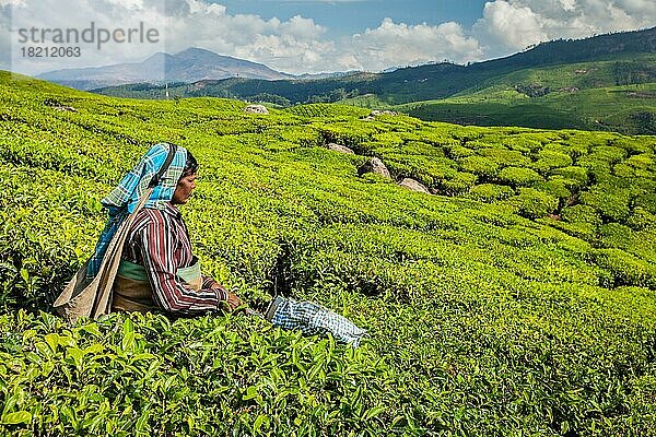 KERALA  INDIEN  18. FEBRUAR 2014: Eine nicht identifizierte Inderin erntet Teeblätter auf einer Teeplantage in Munnar. Nur die obersten Blätter werden gesammelt  und die Arbeiter sammeln täglich bis zu 30 Kilo Teeblätter