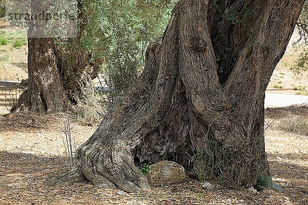 Dicker Stamm eines alten Olivenbaumes  Kreta  Griechenland  Europa