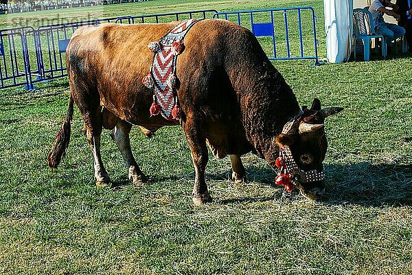 Brauner Stier mit traditionellem türkischem Stoff auf grünem Gras in der Auslage