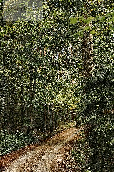 Waldweg im Herbst  Niederösterreich  Österreich  Europa