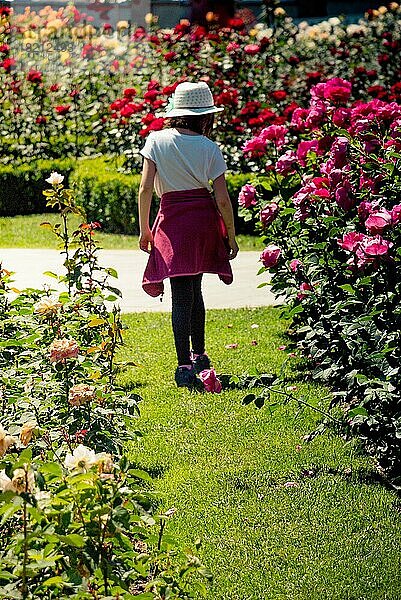 Blühende schöne bunte Rose im Garten Natur Hintergrund