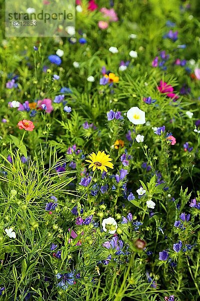 Farbenfrohe Blumenwiese in der Grundfarbe grün mit verschiedenen Wildblumen in freier Natur