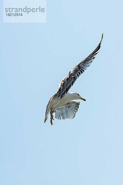 Einzelne Möwe fliegt in einem Himmel als Hintergrund