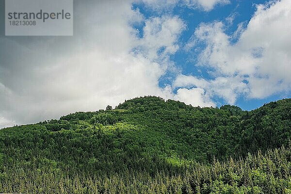 Landschaft mit Bäumen des Hochlandwaldes