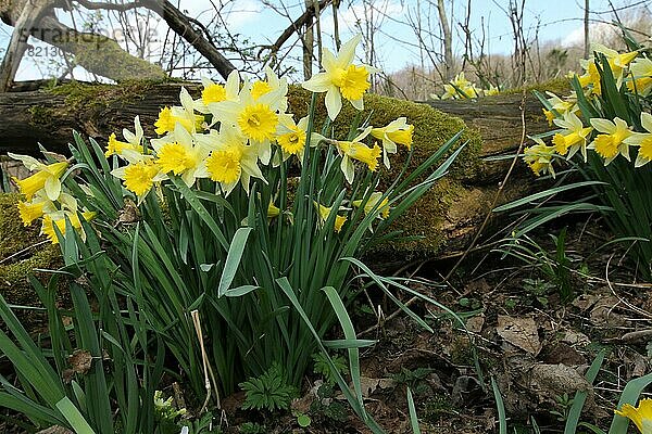 Narzissen oder auch Osterglocken (Narcissus pseudonarcissus)  im Auwald  Niederösterreich  Österreich  Europa