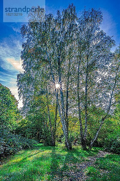 Sonnenstern hinter einem Birkenbaum im Herbst bei blauem Himmel  Hannover  Niedersachsen  Deutschland  Europa