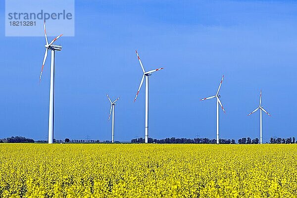 Windkraftanlagen in Rapsfeld (Brassica napus) Symbolbild erneuerbare Energie  Brandenburg  Deutschland  Europa