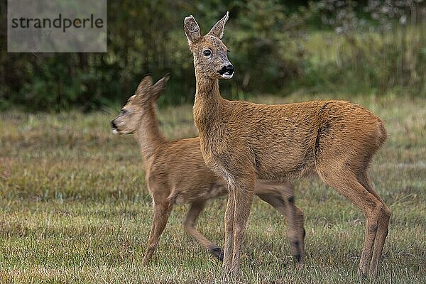 Reh (Capreolus capreolus) Ricke mit Rehkitz