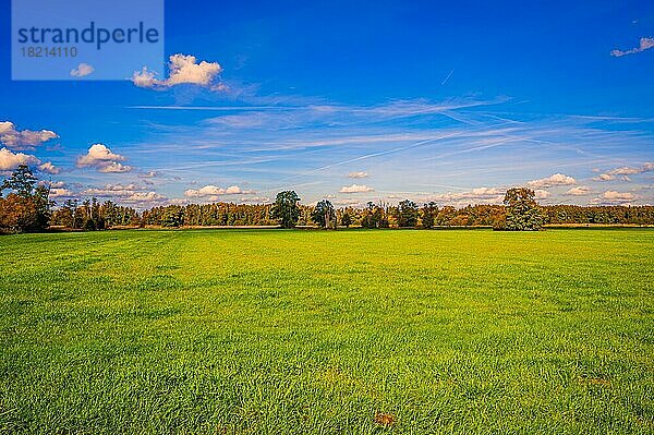 Ein brachliegendes Getreidefeld im Herbst mit Gras bewachsen  bei blauem Himmel  Quellwolken und einem Wald im Hintergrund  Hagenburg  Niedersachsen  Deutschland  Europa