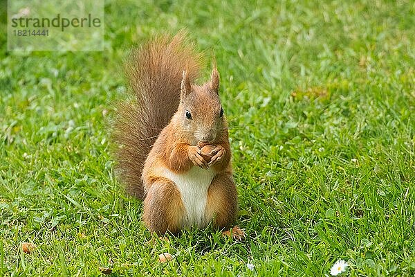 Eichhörnchen Nuss in Hände haltend in grünen Gras sitzend von vorne hersehend