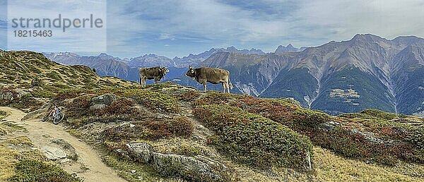 Kühe vor alpiner Aussicht  Härdernagrat  Bettmeralp  Wallis  Schweiz  Europa