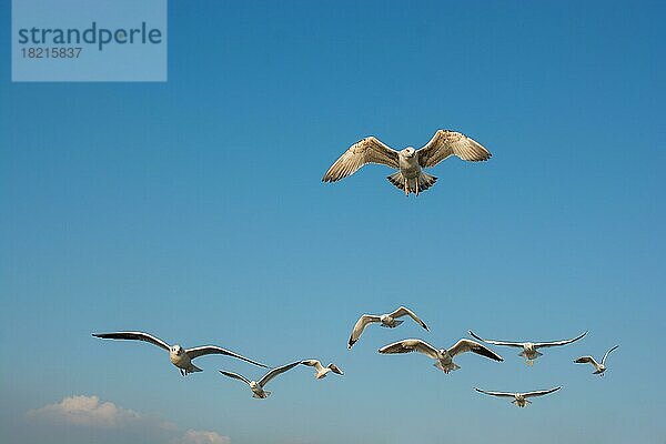 Möwen fliegen am blauen Himmel