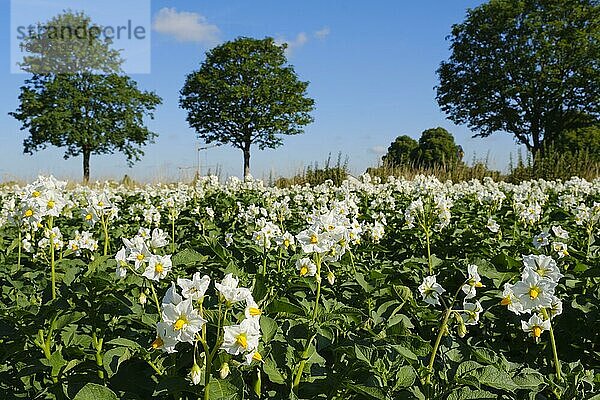 Kartoffelpflanze (Solanum tuberosum) blühend  Kartoffelfeld  Nordrhein-Westfalen  Deutschland  Europa