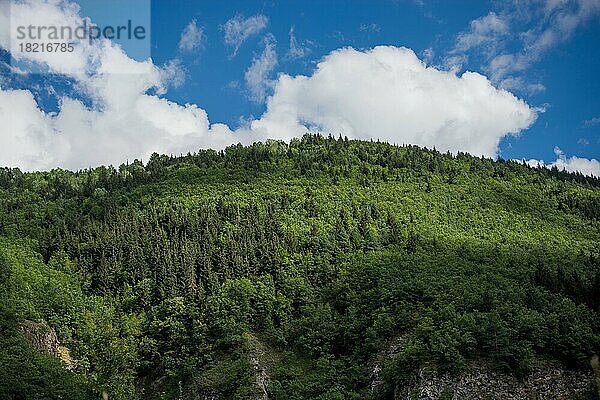 Landschaft mit Bäumen des Hochlandwaldes