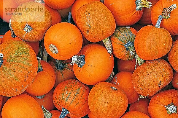 Stapel von vielen kleinen orangefarbenen 'Little Halloween'-Schnitzkürbissen