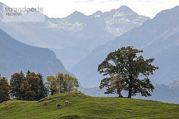 Baumgruppe mit Rinder  hinten Allgäuer Bergen  Herbststimmung  bei Schöllang  Oberallgäu  Allgäu  Bayern  Deutschland  Europa