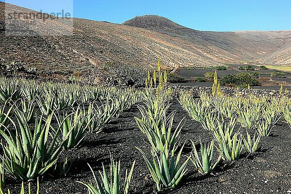 Aloe Vera Plantage bei Orzola  nahe Haria  Lanzarote  Kanarische Inseln  Spanien  Europa