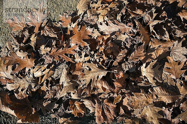 Textur Hintergrund der Herbstsaison mit Blättern