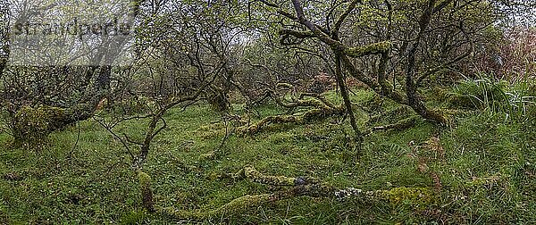 Wald mit Farne im Herbst  Trotternish  Isle of Skye  Schottland  Großbritannien  Europa