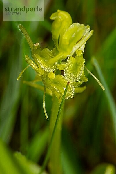 Glanzstendel  Sumpf-Glanzkraut Blütenstand mit einigen hellgrünen Blüten