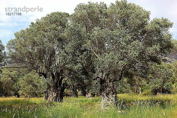 Alte Olivenbäume mit dicken Baumstaemmen  Baumstamm  Olivenholz  Kreta  Griechenland  Europa