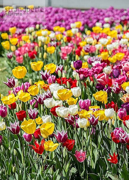 Verschiedene Farbe Tulpe Blumen blühen im Frühjahr den Garten