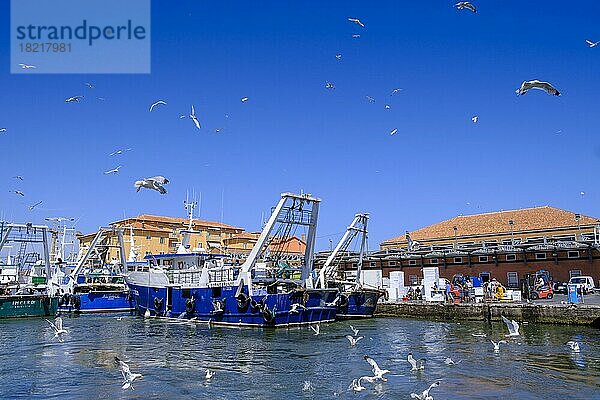 Möwen über einem Fischerboot  Hafen  Chioggia  Venetien  Italien  Europa