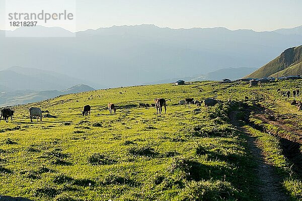 Hochlandrinder grasen im Moor in der Abendsonne