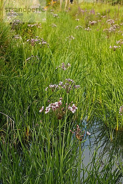 Schwanenblume mehrere blühende Pflanzen an Wassergraben in grüner Wiese