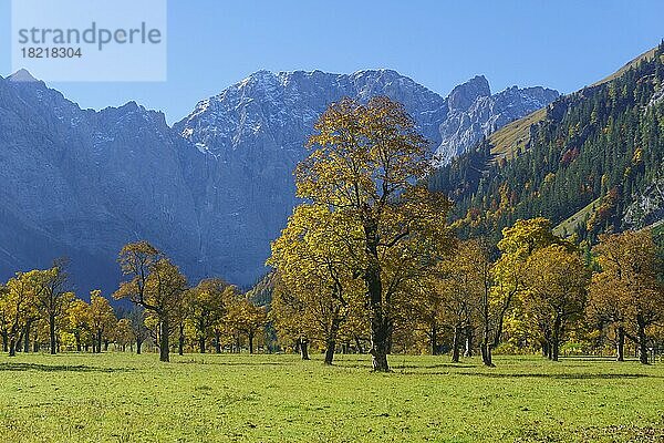 Herbstlich gefärbte Ahornbäume (Acer)  am Großen Ahornboden vor Grubenkarspitze und Dreizinkenspitze  Eng  Alpenpark Karwendel  Tirol  Österreich  Europa