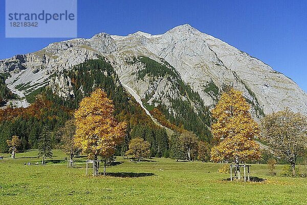 Herbstlich gefärbte Ahornbäume (Acer)  am Großen Ahornboden vor Gamsjoch  Eng  Alpenpark Karwendel  Tirol  Österreich  Europa