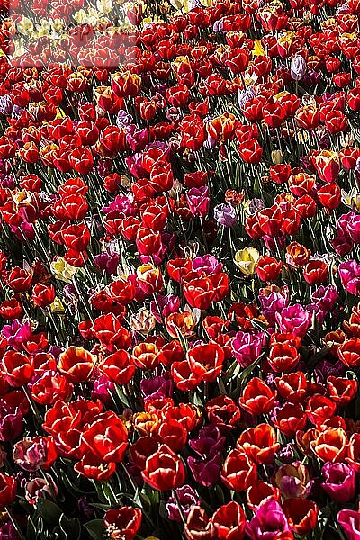 Blühende Tulpen Blumen in als florale Pflanze Hintergrund