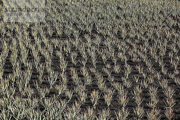 Aloe Vera Plantage bei Orzola  nahe Haria  Lanzarote  Kanarische Inseln  Spanien  Europa