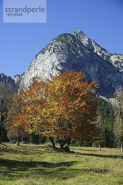 Herbstlich gefärbte Ahornbäume (Acer)  am Großen Ahornboden vor Bärenkopf  Eng  Alpenpark Karwendel  Tirol  Österreich  Europa
