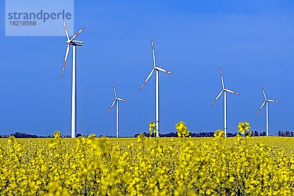 Windkraftanlagen in Rapsfeld (Brassica napus) Symbolbild erneuerbare Energie  Brandenburg  Deutschland  Europa