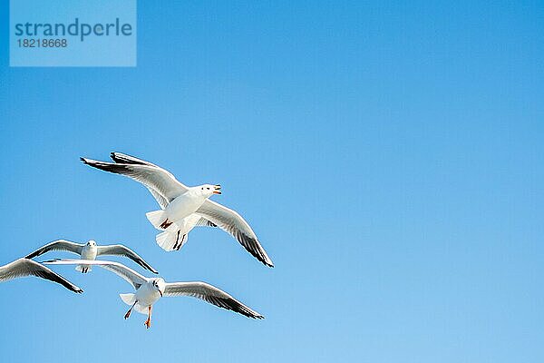 Möwen fliegen in den Himmel Hintergrund