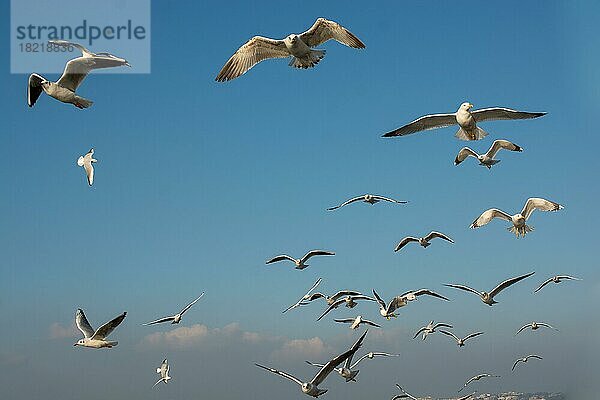 Möwe fliegt in den Himmel. Möwe fliegenden Himmel als Freiheit Konzept