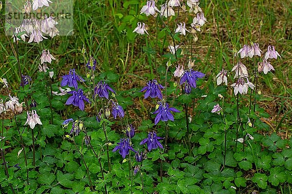 Wald-Akelei viele Blütenstände mit geöffneten violetten und weiss-violetten Blüten nebeneinander