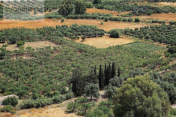 Blick über die Mesara-Ebene  Tal mit Olivenbäumen  Kreta  Griechenland  Europa