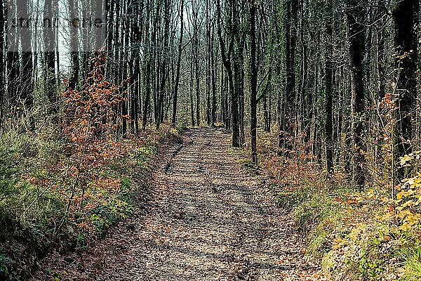 Wanderweg in schöner Waldlandschaft im Wald